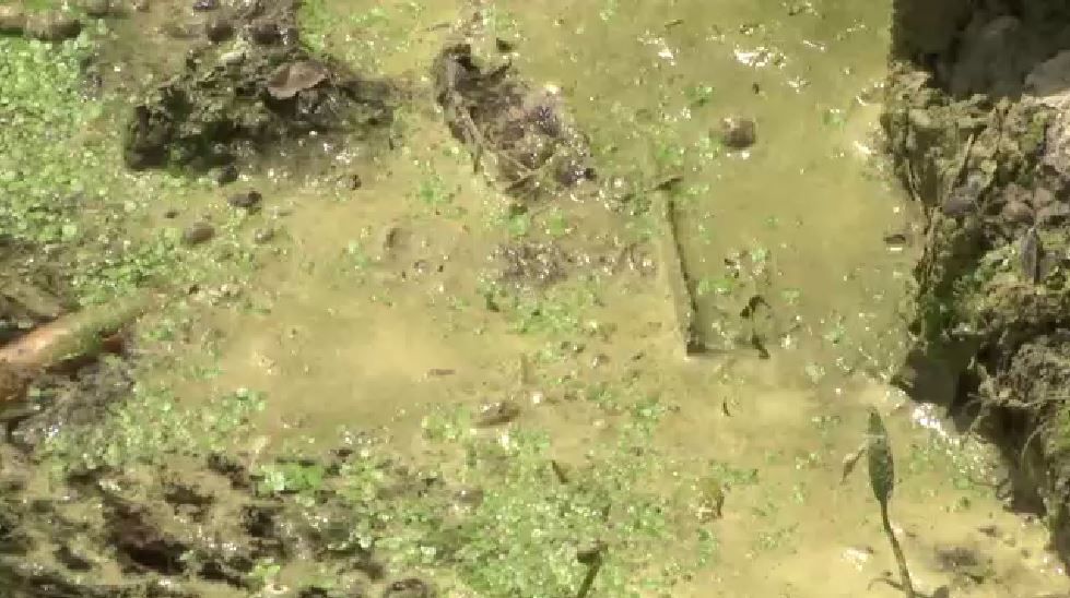 algae blooms finger lakes
