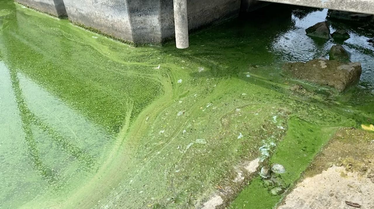 County confirms harmful blue-green algae in Lake Helen - Point