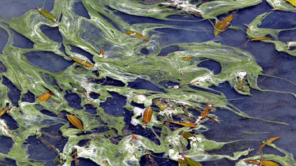 Health department officials urged the public to take precautions around the Dead River because of blue-green algae toxins. (File Photo)