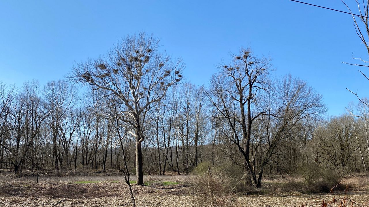 Blue herons begin returning to the Bath Road Heronry around Valentine’s Day, with males arriving first for the breeding season, which lasts through June. (Jennifer Conn/Spectrum News1)