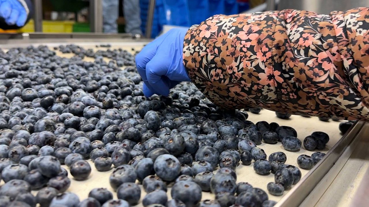Farm's blueberry donation supports budding high school chefs