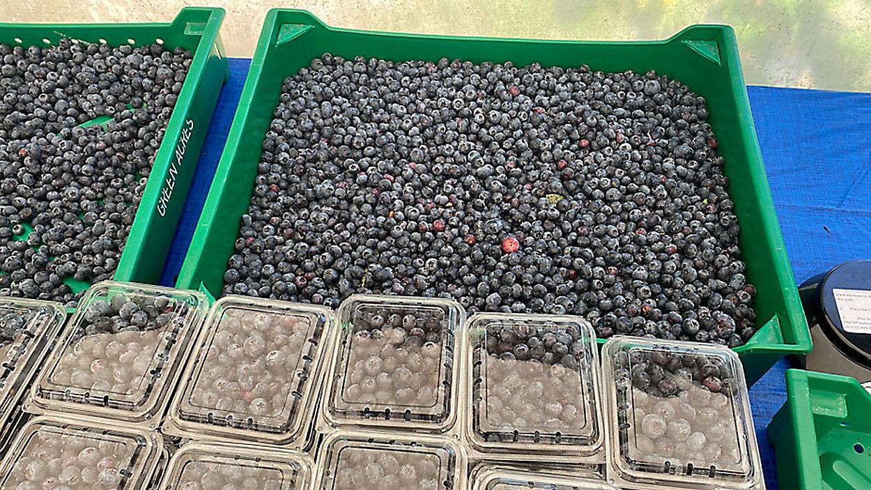 2022 North Carolina Blueberry Festival is back in person
