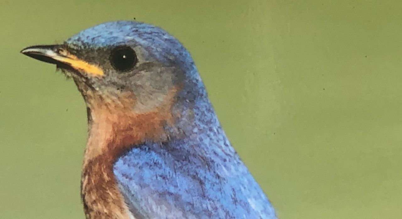 Eastern bluebirds are strongly impacted by weather and climate.