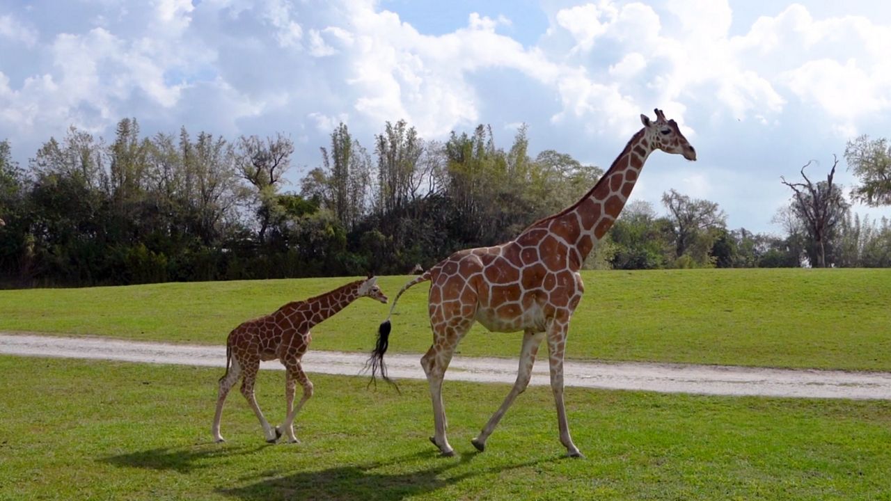 Baby Giraffe Makes Debut at Busch Gardens Serengeti