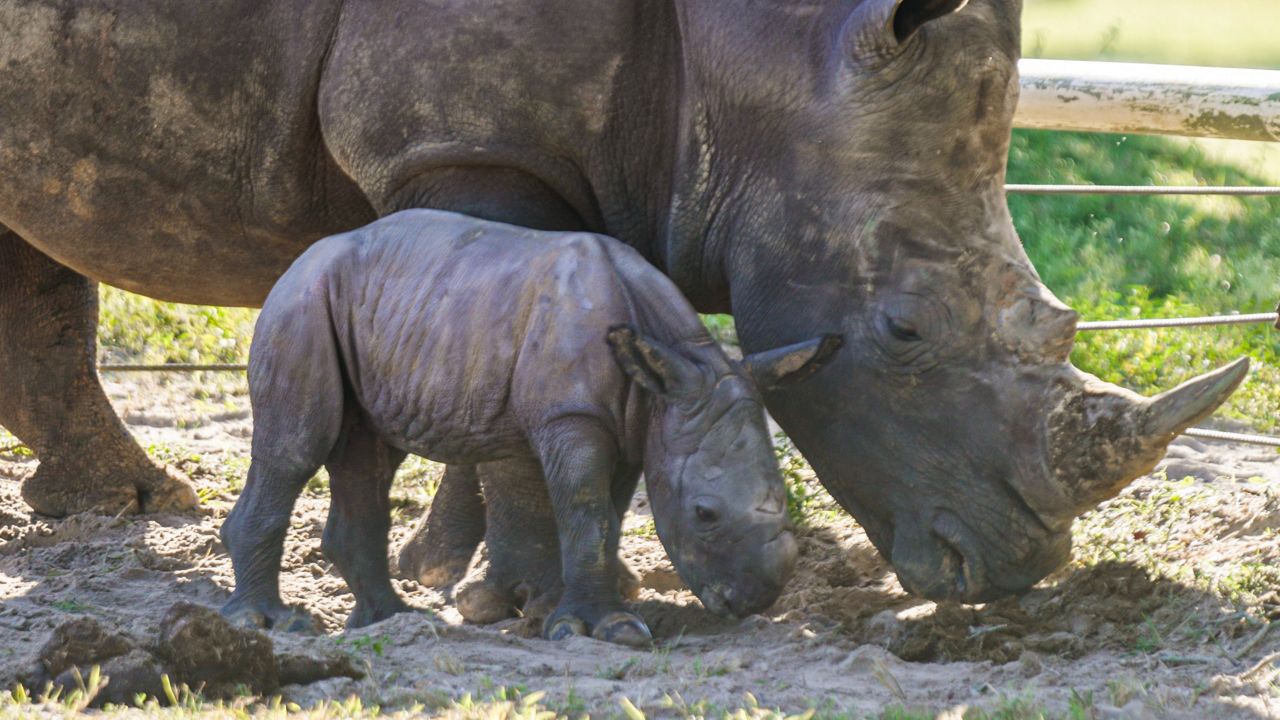 A male southern white rhino was recently born at Busch Gardens Tampa Bay. (Photo: Busch Gardens)