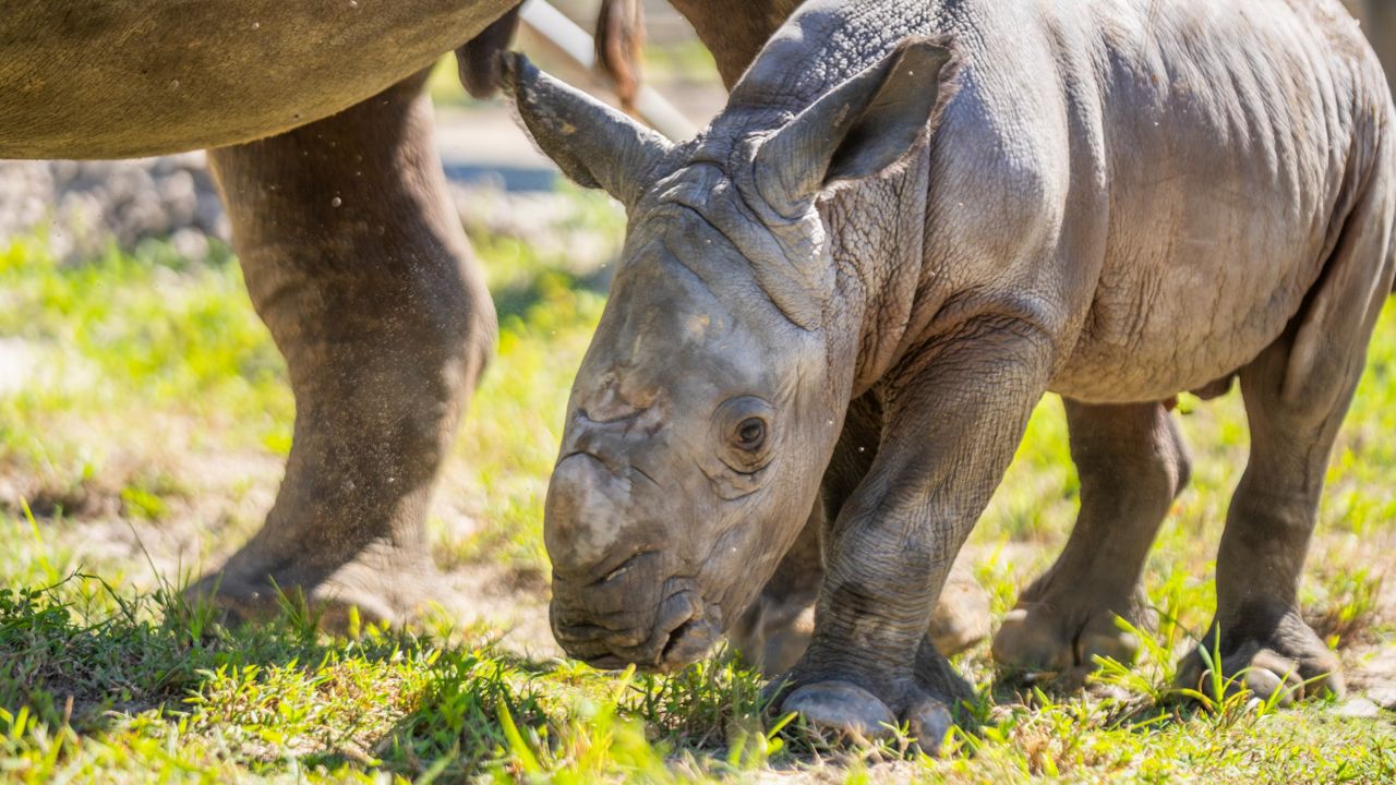 A male southern white rhino born at Busch Gardens Tampa Bay has been named Viazi, which means "potato" in Swahili. (Photo: Busch Gardens)