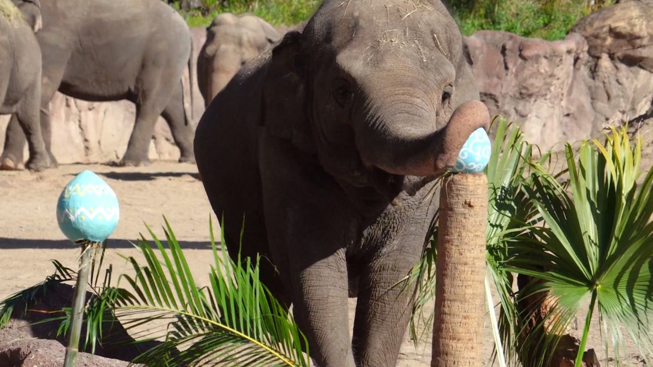 Busch Gardens Tampa Bay will have special Easter-themed animal enrichments at select habitats. (Courtesy of Busch Gardens)