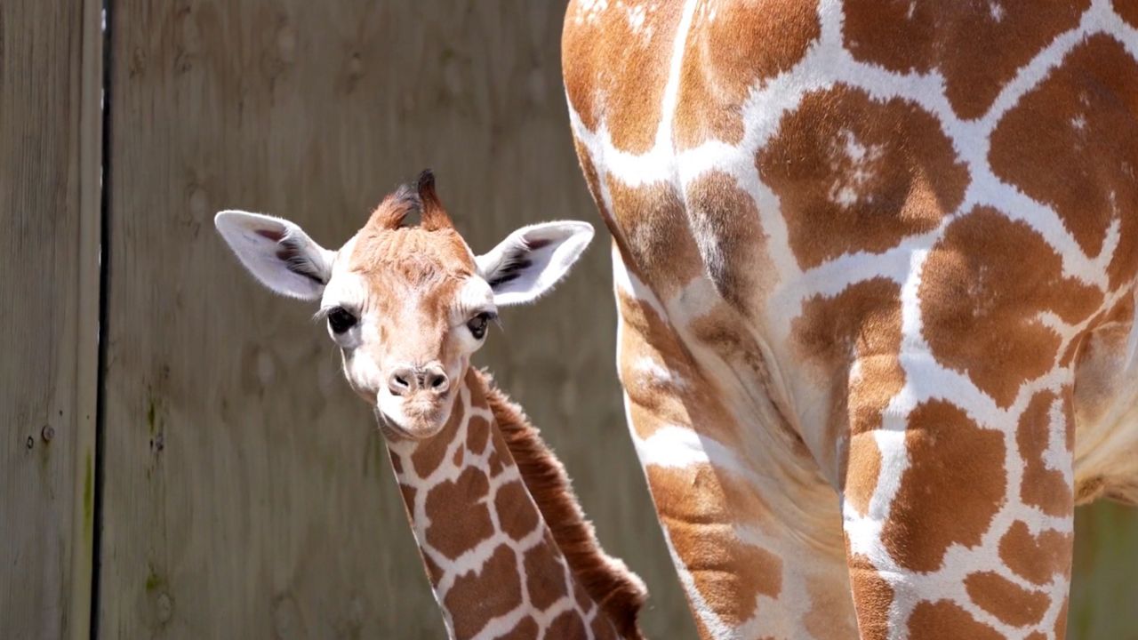 Stanley, the newest giraffe calf at Busch Gardens, was born the same night the Tampa Bay Lightning won the Stanley Cup. (Busch Gardens)