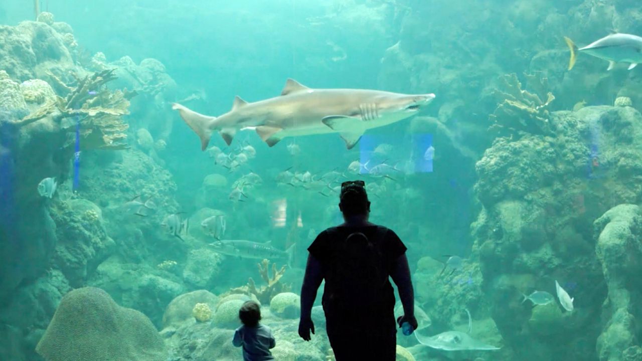 Visitors watch sharks and other fish at the Florida Aquarium. (Photo courtesy of the Florida Aquarium)