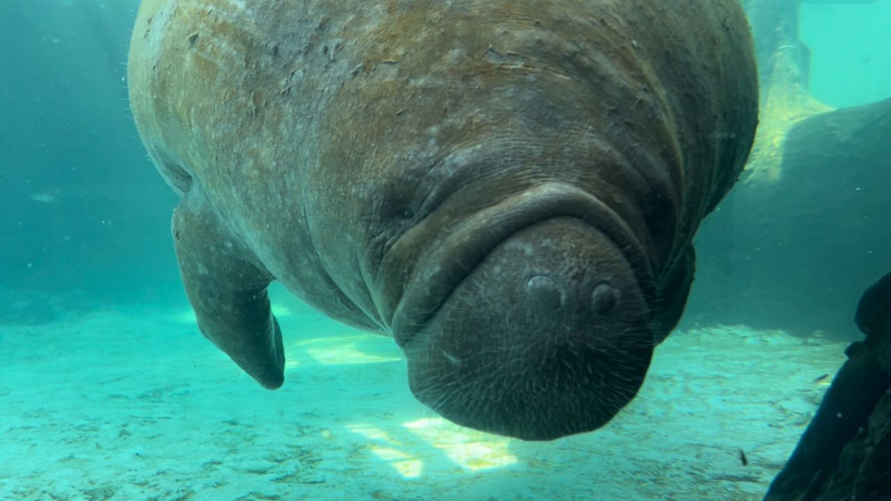 Bill aims to put manatees back on endangered list