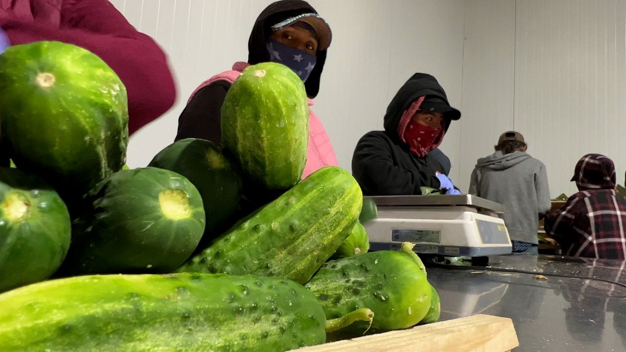 Brother please! Unplug the broken cucumber