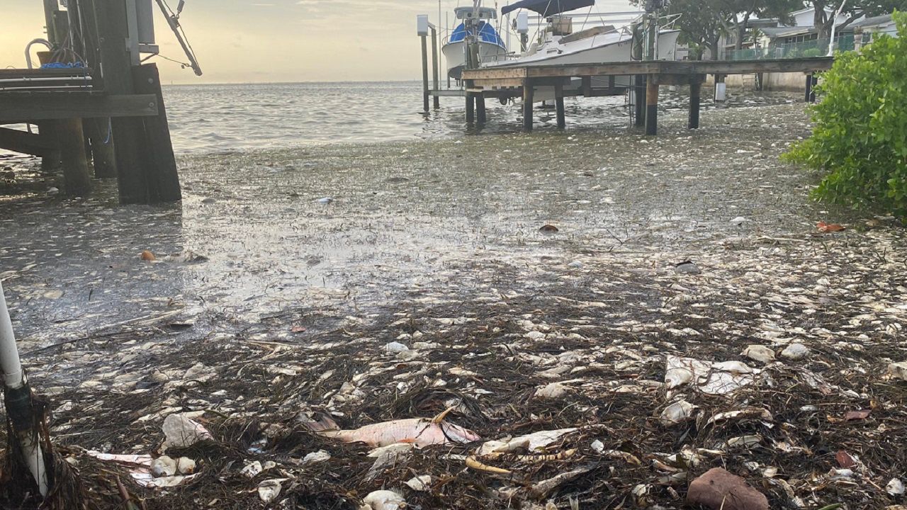 red tide st pete beach october 2021 Marcelino Bagwell