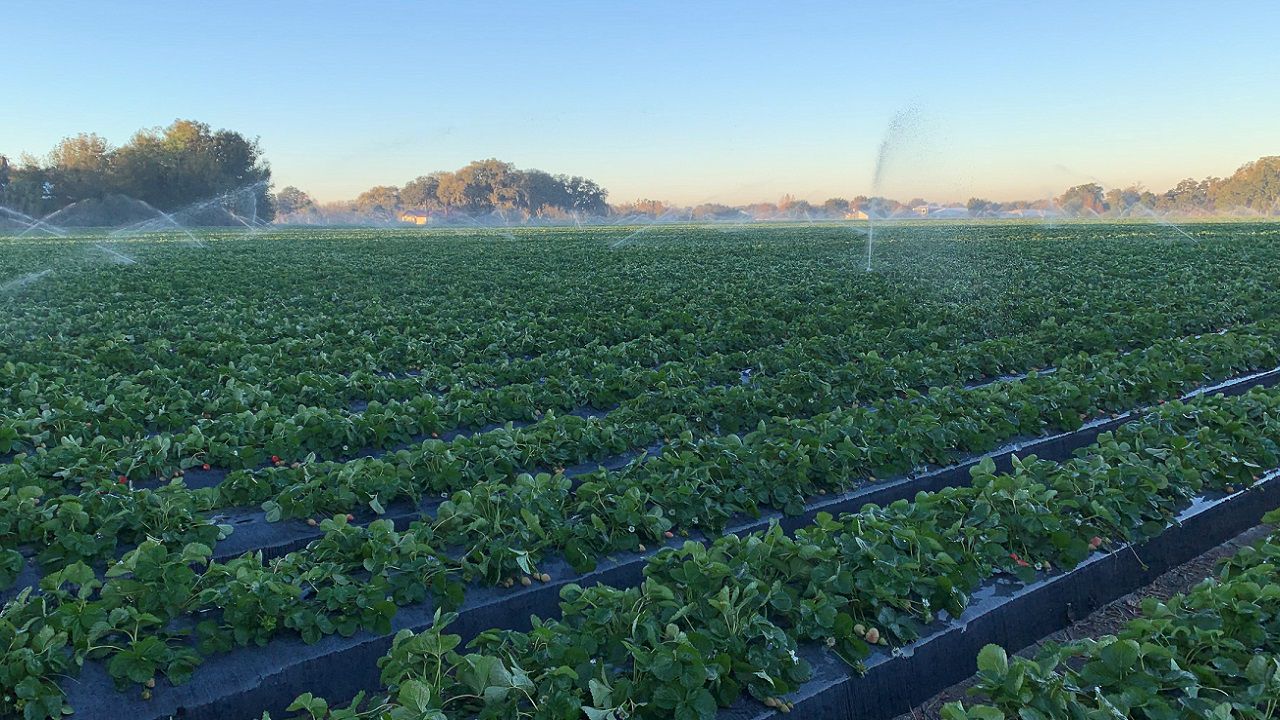 Crops Appear To Escape Harm With No Hard Freeze Overnight