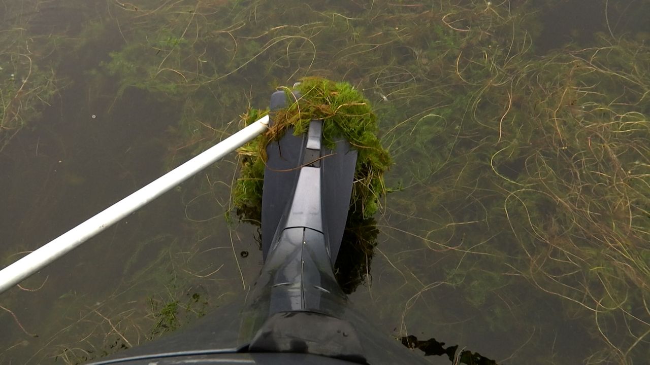 Invasive species bogging down tourism at Indian Lake