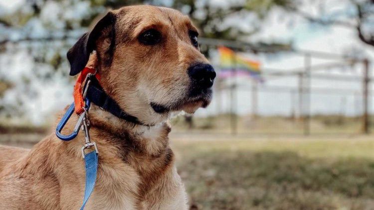 Bobbie is one of Tim O'Connor's dogs that is seeking a new home.