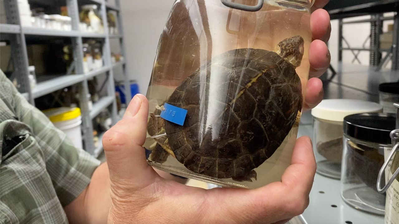 Several reptiles found in N.C. are at risk of extinction