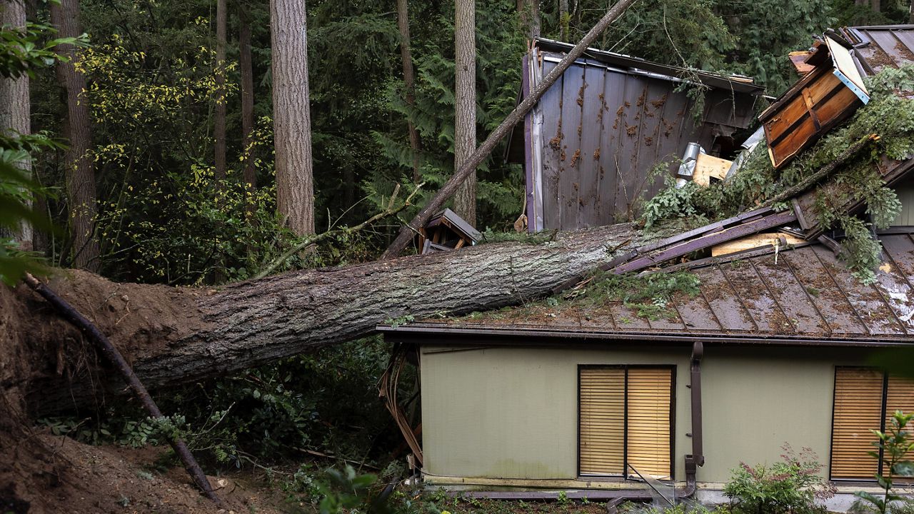 A woman was killed after a tree fell on her home during Tuesday night's "bomb cyclone" in severe weather in Bellevue, Wash. (Nick Wagner/The Seattle Times via AP)