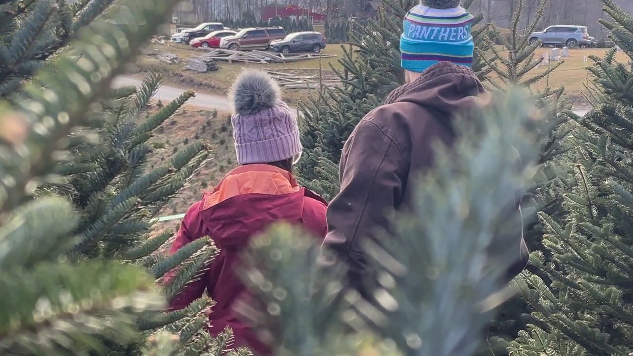 Tree farms in the mountains are bustling for Green Friday