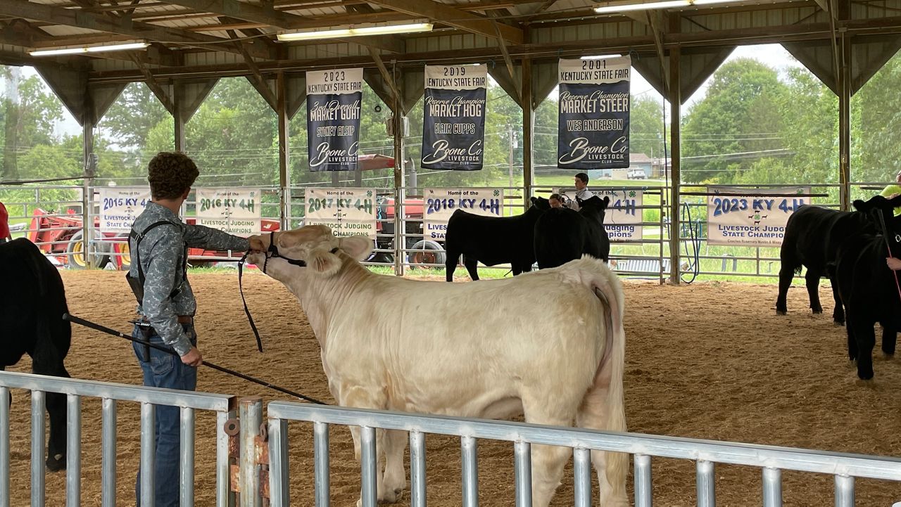 Boone County 4H and Utopia Fair showcases livestock