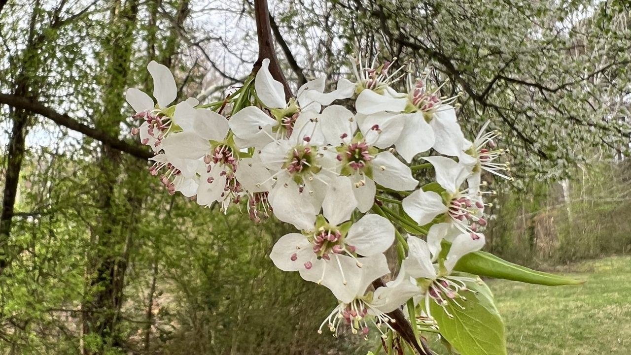 A new program in North Carolina is placing a “bounty” on invasive Bradford pear trees as they spread through forests in the state. (Photo: C.E. Price)