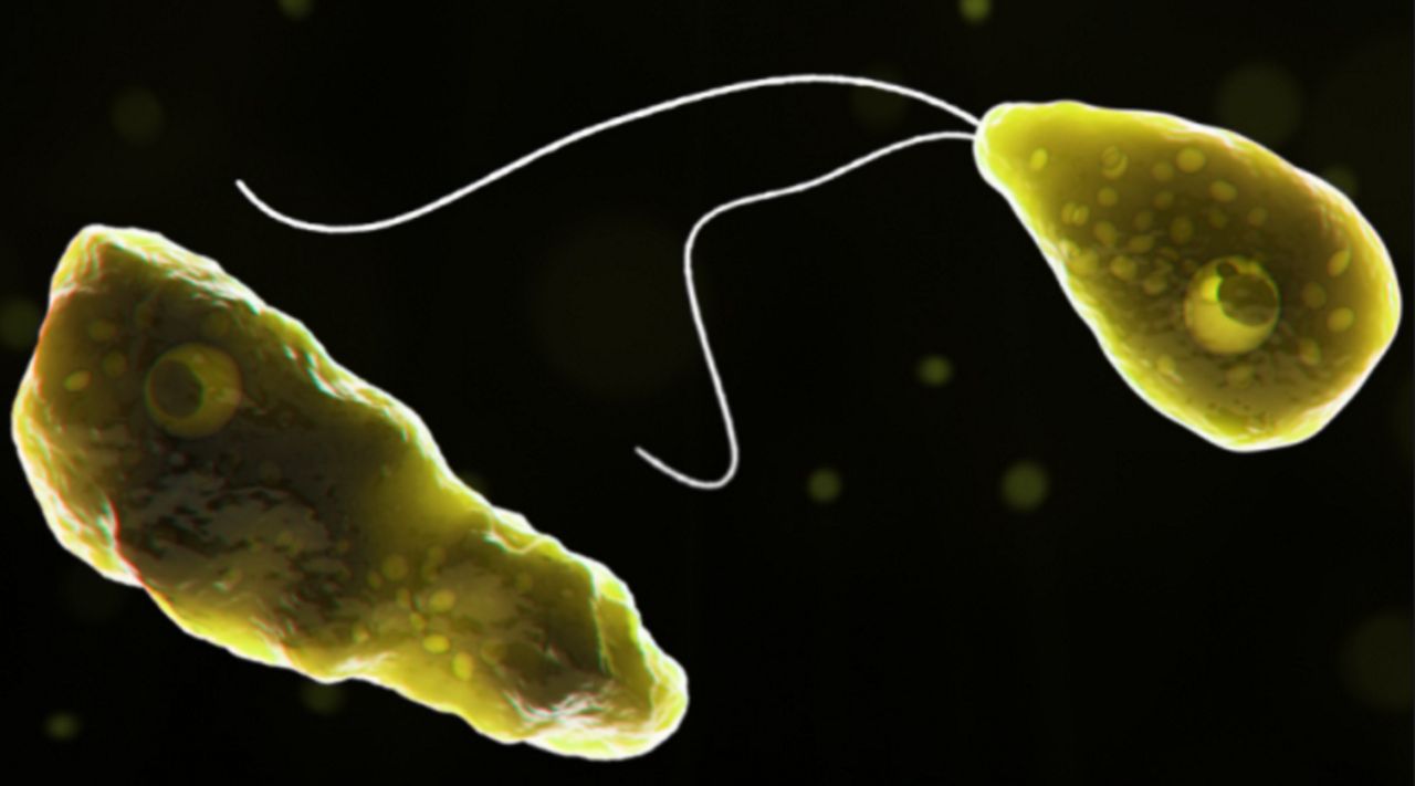 A Missouri resident is suffering from a brain eating ameba called Naegleria fowleri.