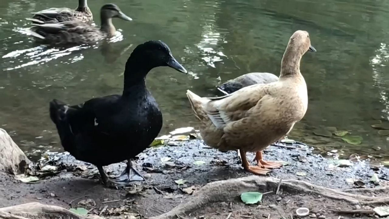 TWO-OUT TROUBLES HAUNT DUCKS IN STATEN ISLAND