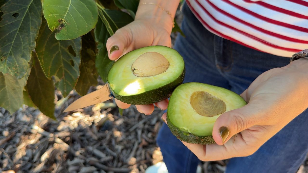 Meet one of the nurseries that helped put California at the top of the domestic avocado industry