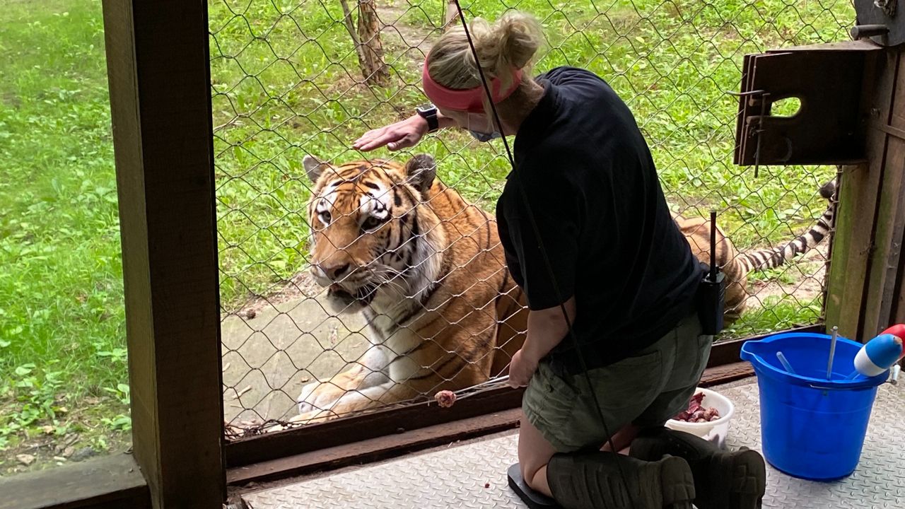 bronx zoo tiger