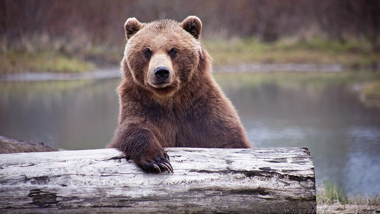A Brown Bear leaning on a log