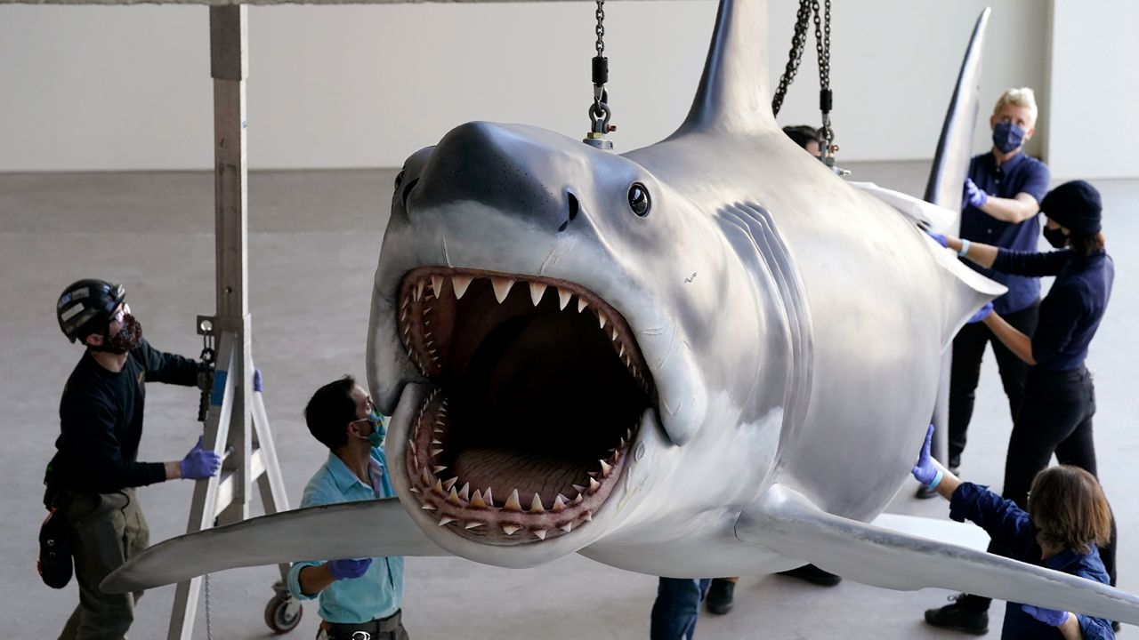 A fiberglass replica of Bruce, the shark featured in Steven Spielberg's classic 1975 film "Jaws," is lifted into a suspended position for display at the new Academy of Museum of Motion Pictures, Friday, Nov. 20, 2020, in Los Angeles. (AP Photo/Chris Pizzello)