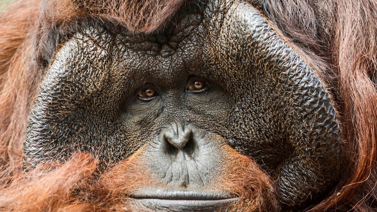 This Feb. 3, 2017, photo provided by Los Angeles Zoo shows Bruno, a male orangutan, at the Los Angeles Zoo. ( Jamie Pham/Los Angeles Zoo via AP)