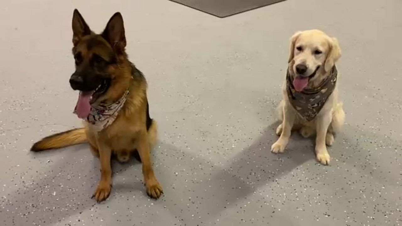 Bruno and Dino's House A home away from home for dogs