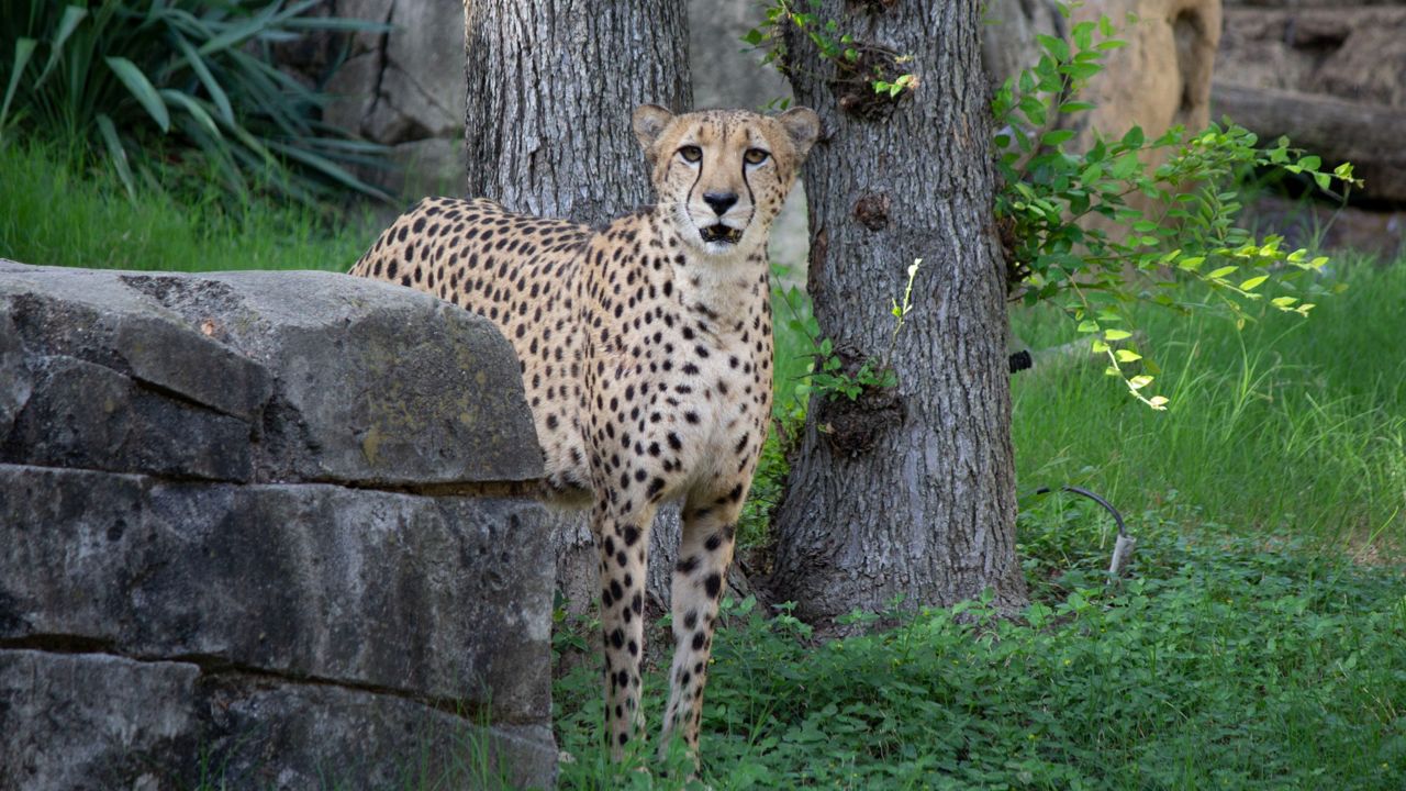 Brutus arrived at the Dallas Zoo in 2021. (Dallas Zoo)