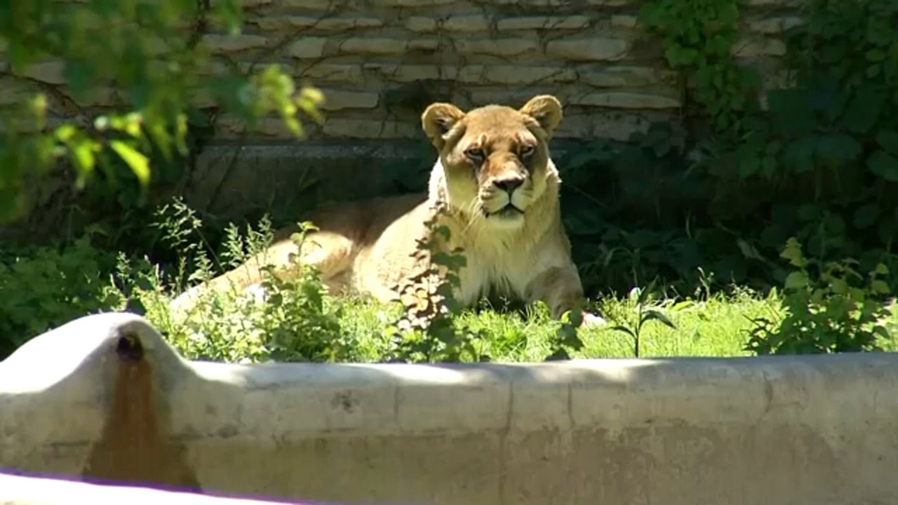 lion