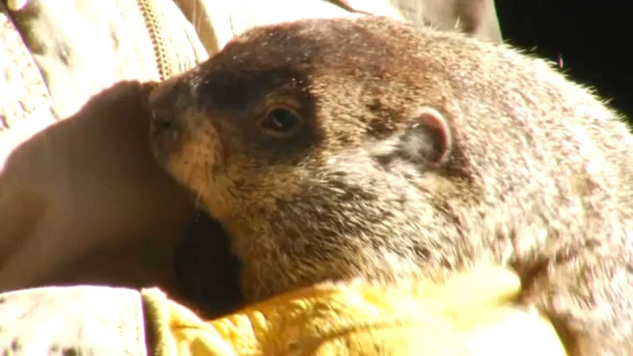 Early spring or six more weeks of winter? Buffalo Bert makes his prediction