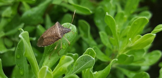 What really happens to stink bugs in the Winter