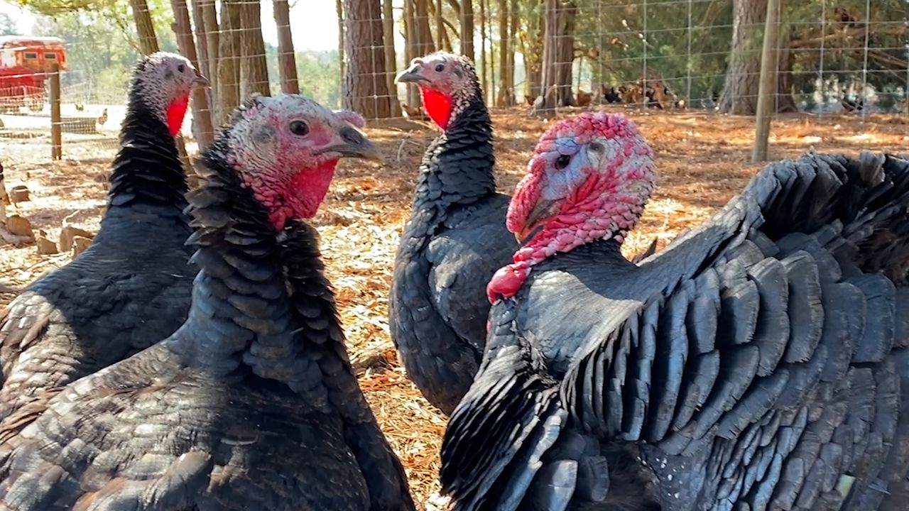 Special exemption ends Dec. 31 for processing poultry