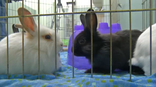 Mohawk Hudson Unattended Rabbits