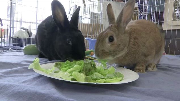 Queens Person of the Week: Rabbit Rescuer