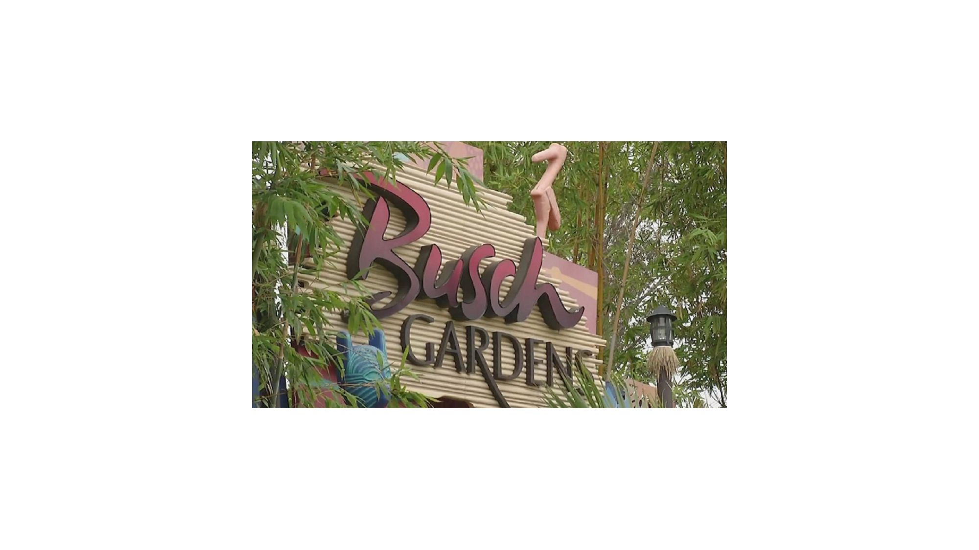 What S Coming To Busch Gardens Tampa Bay In 2020