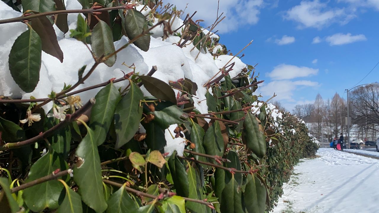 A bush draped in snow in Lexington as people prepare to sled on Mar. 12th, 2022. (Spectrum News 1/Diamond Palmer)