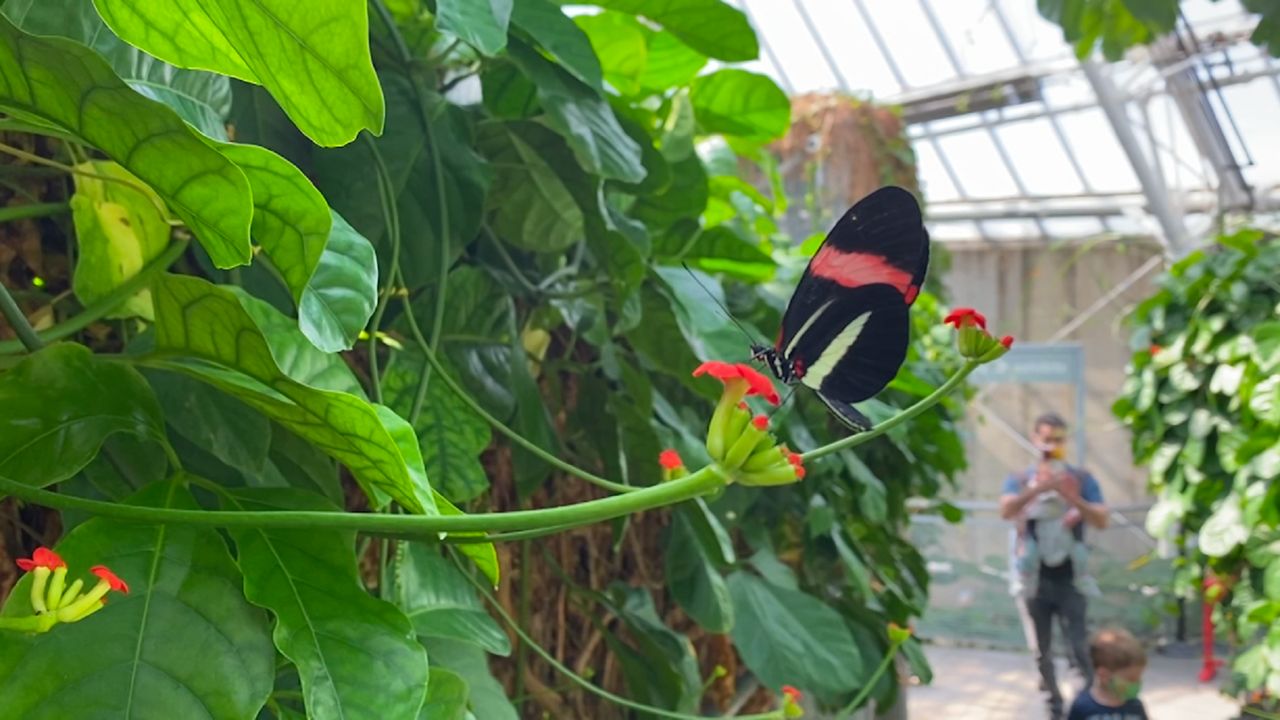 Return of the Butterflies » Cleveland Botanical Garden » Holden