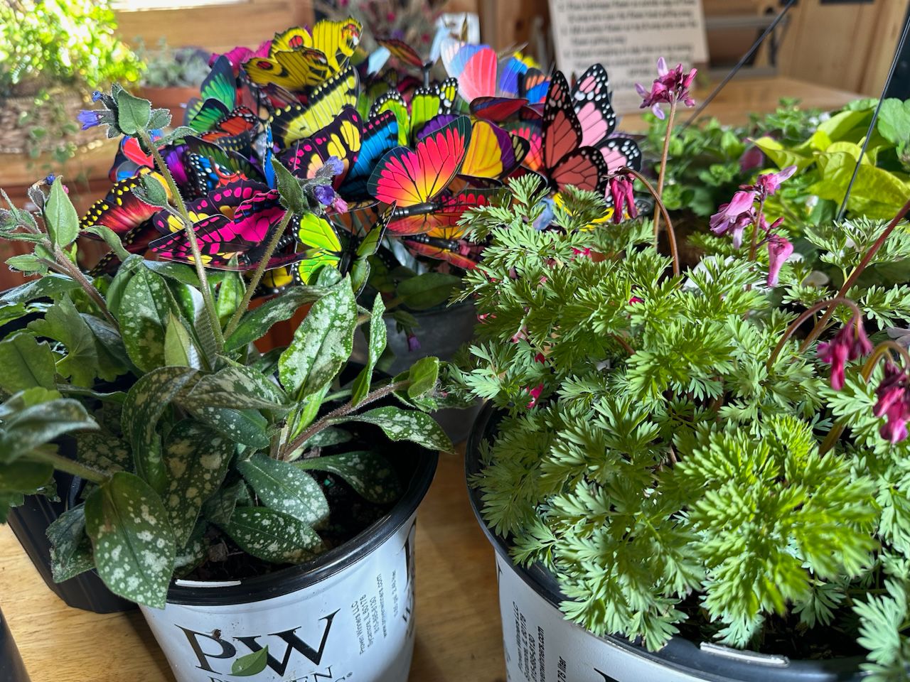 Gardening week how to plant a butterfly garden