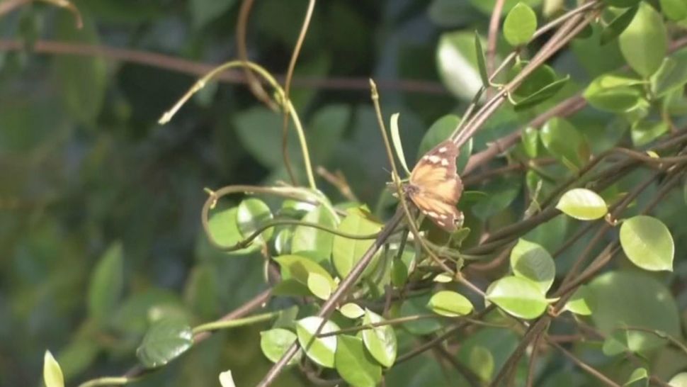 A butterfly rests on a branch of leaves in this file photograph. (Spectrum News images)