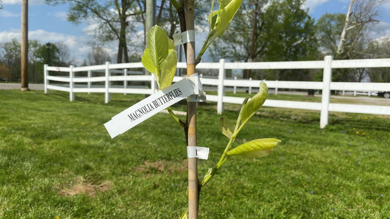 The butterfly magnolia tree was donated by Waldorf parents. (Spectrum News 1/Ashley N. Brown)