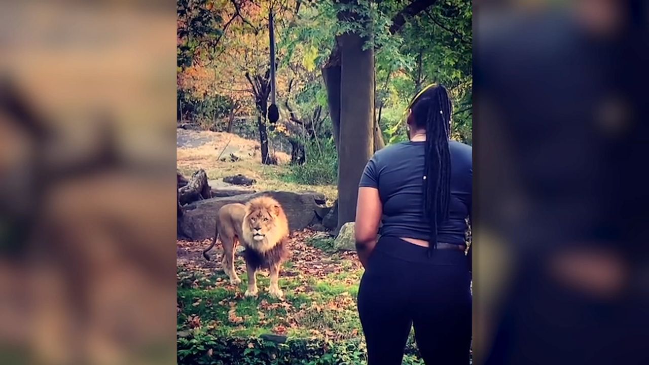 NYPD Arrests Woman Who Climbed into Lion Exhibit at Bronx Zoo(04)