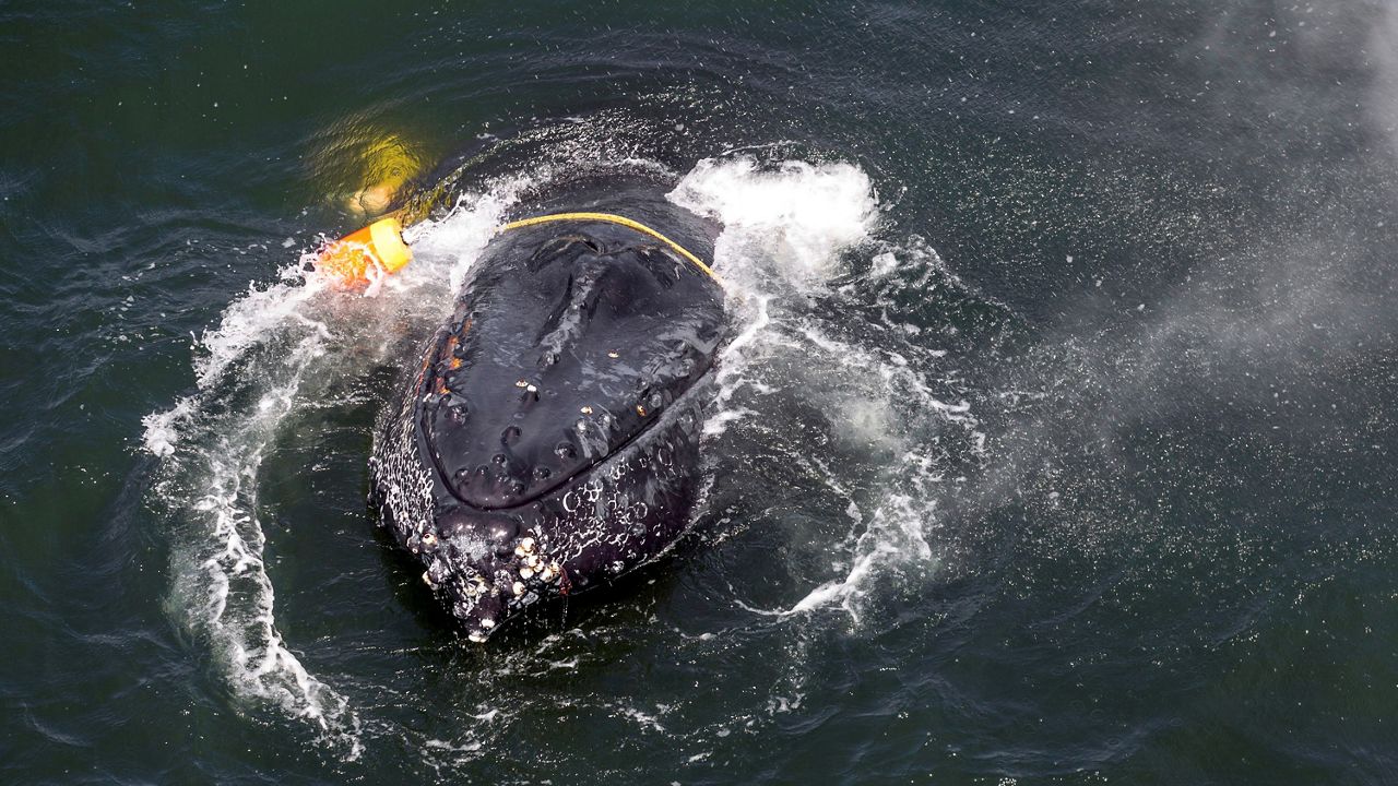 FILE - This undated file photo provided by the National Oceanic and Atmospheric Administration shows a humpback whale entangled in fishing line, ropes, buoys and anchors in the Pacific Ocean off Crescent City, Calif. For the fourth year in a row, the start of the commercial Dungeness crab season in California will be delayed to protect humpback whales from becoming entangled in trap and buoy lines, announced Monday, Nov. 21, 2022. (Bryant Anderson/NOAA via AP, File)