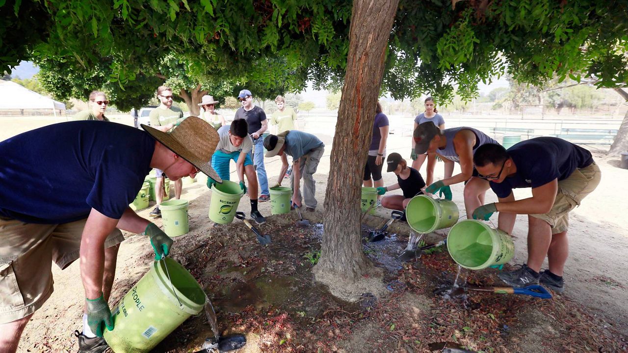 The importance of watering trees during the drought