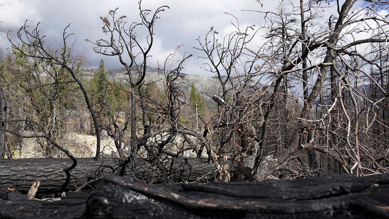 Pines that were cut down after being killed in the 2021 Caldor Fire lie on the floor of Eldorado National Forest, Calif., near Lake Tahoe, on Oct. 22, 2022. Scientists say forest is disappearing as increasingly intense fires alter landscapes around the planet, threatening wildlife, jeopardizing efforts to capture climate-warming carbon and harming water supplies. (AP Photo/Brian Melley)