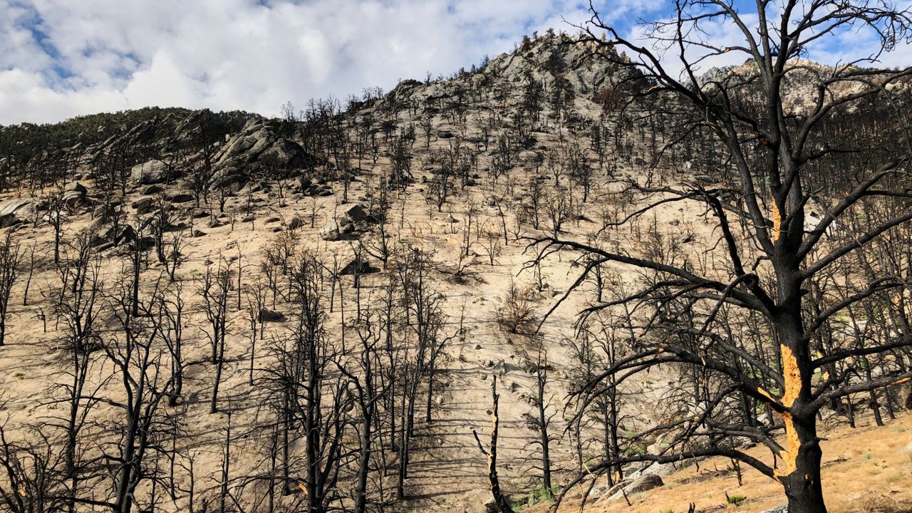 Bare trees are seen on a mountainside above Lone Pine, Calif., in July, a year after a a wind-fed wildfire charged across the area. (AP Photo/Michael Blood, File)